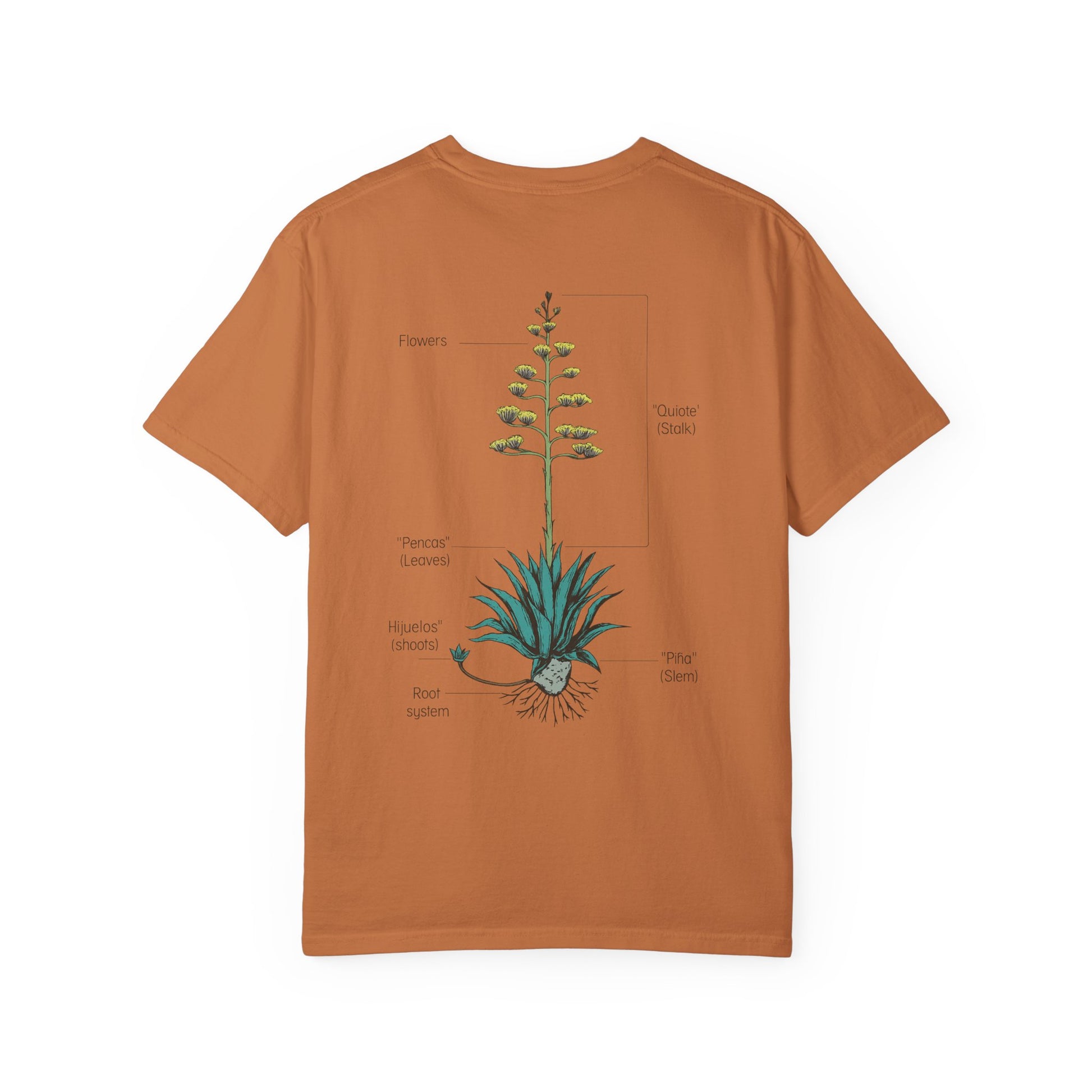 agave anatomy