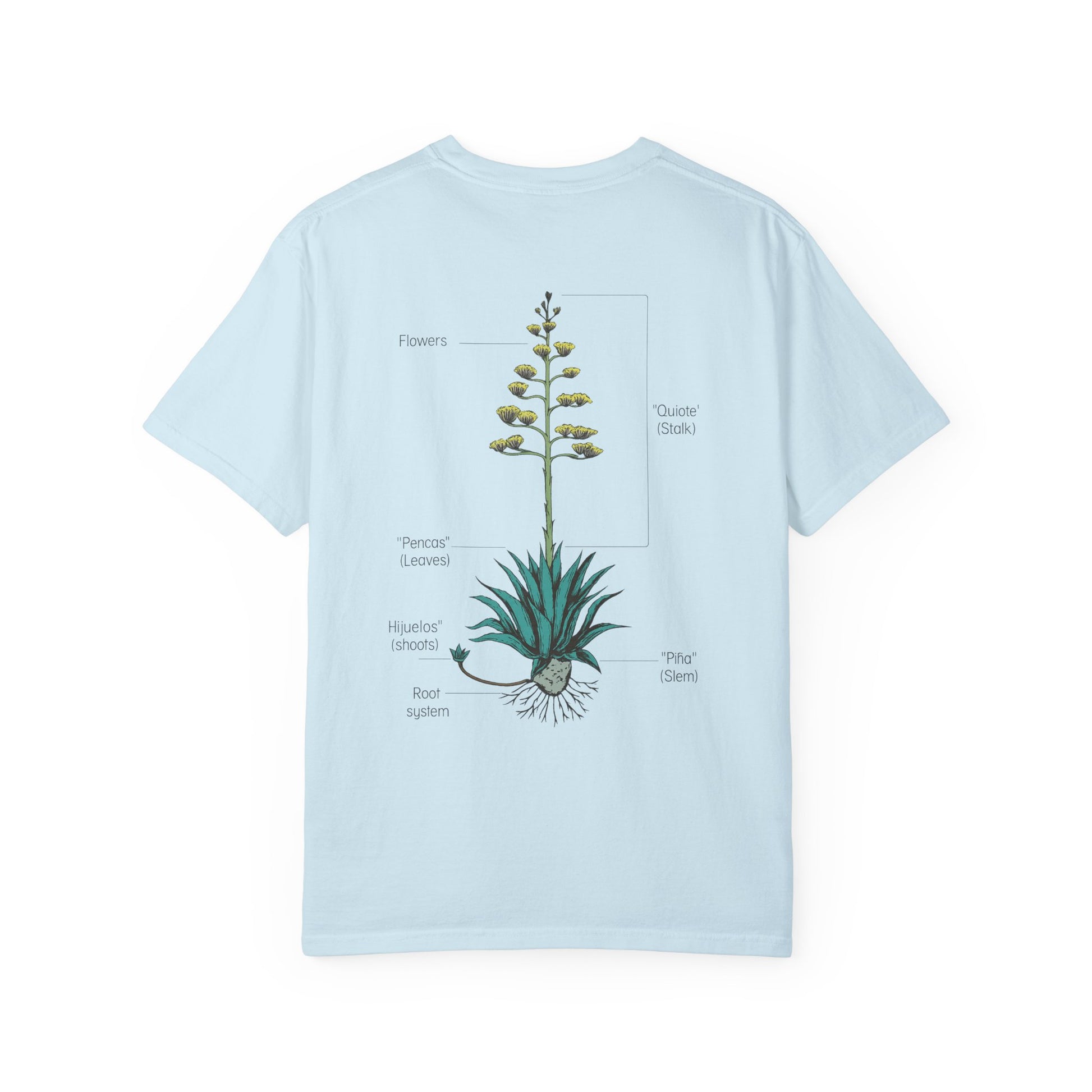 agave anatomy