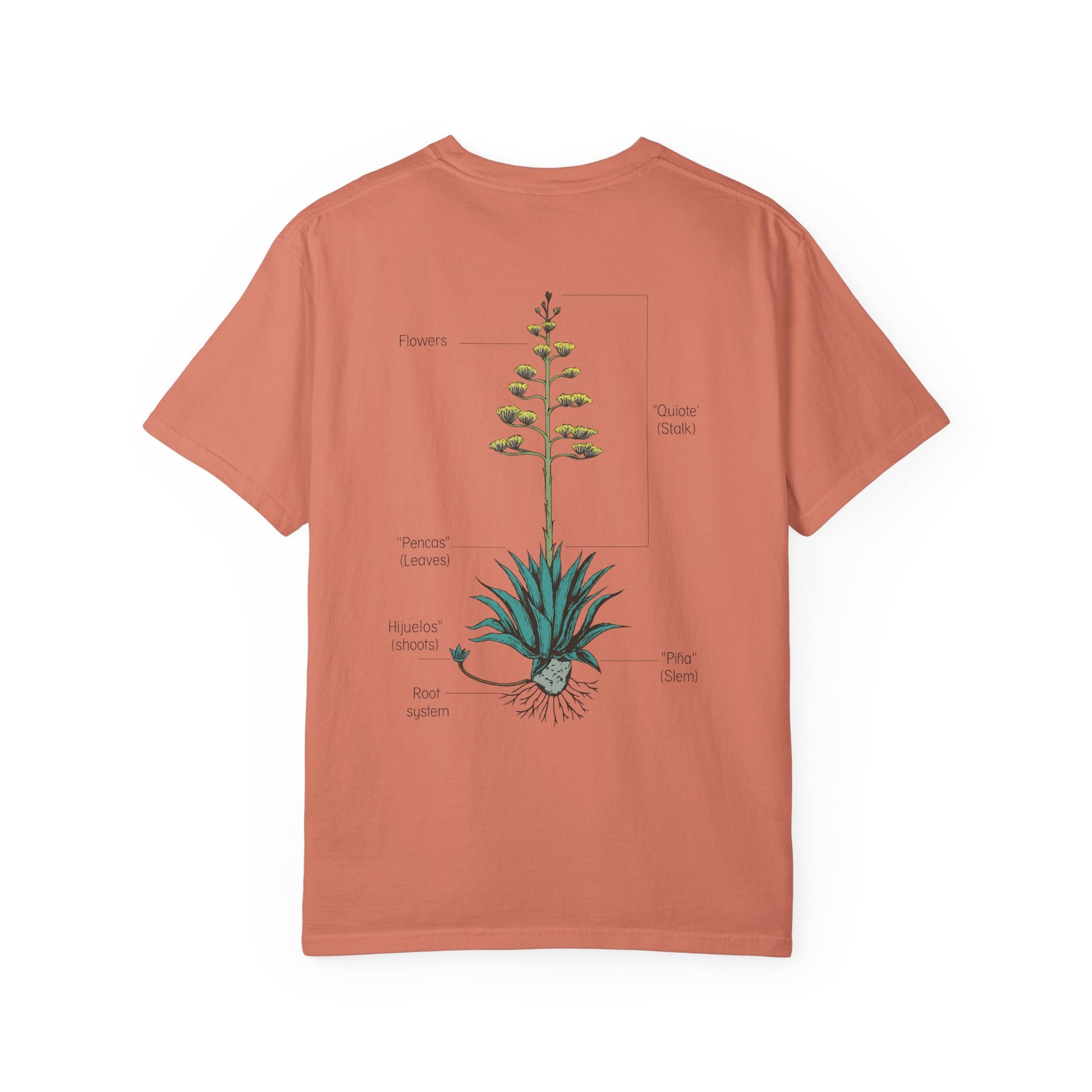 agave anatomy