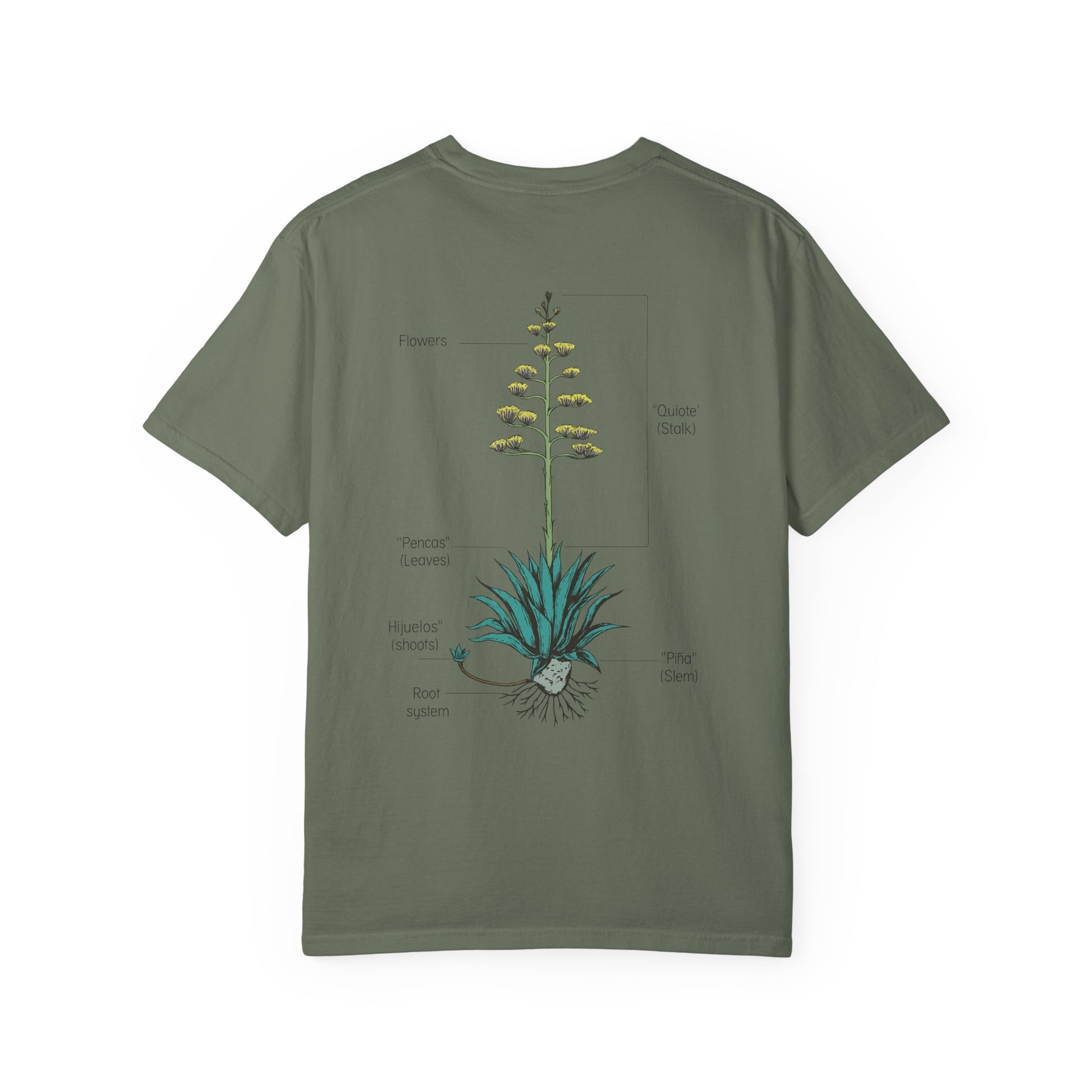 agave anatomy