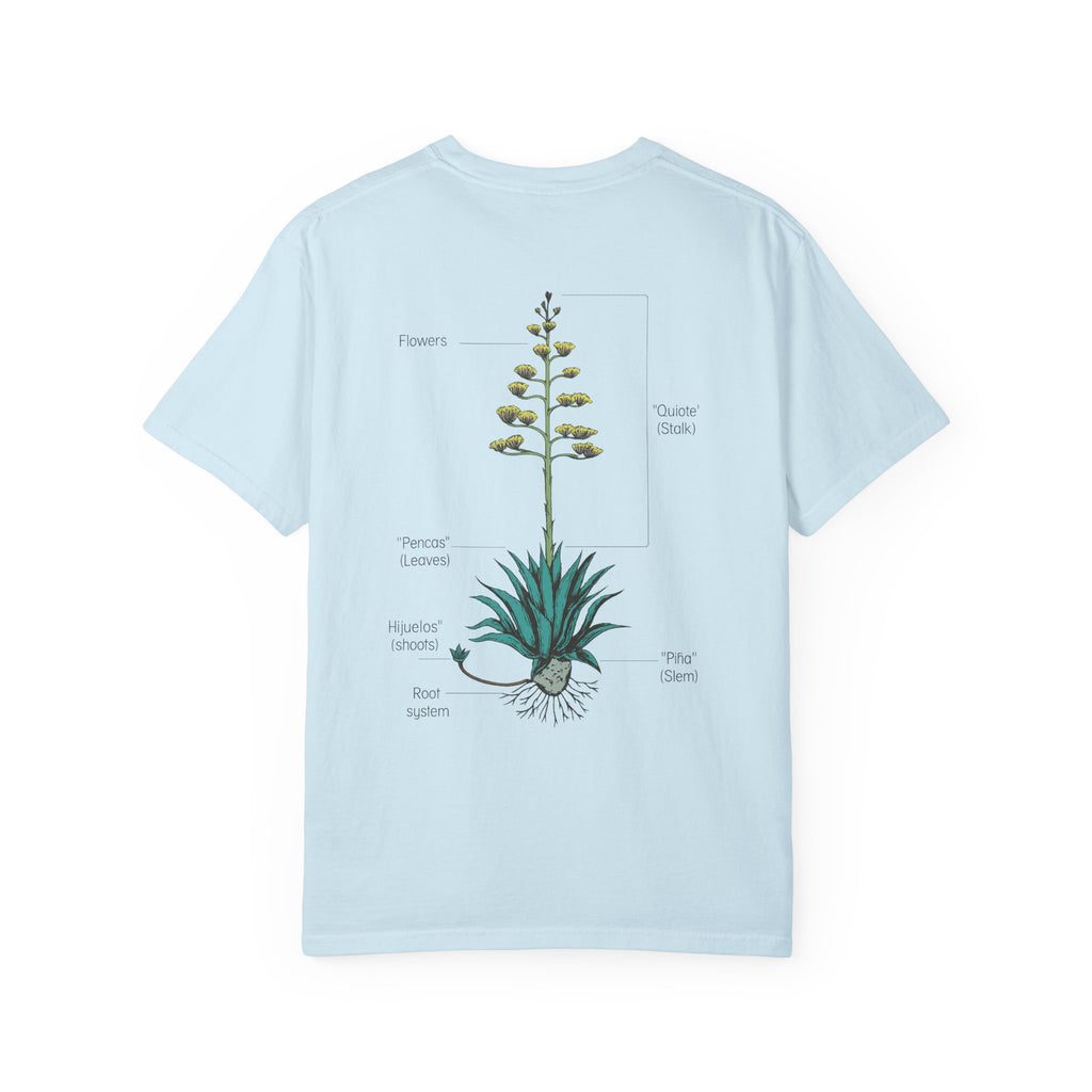 agave anatomy
