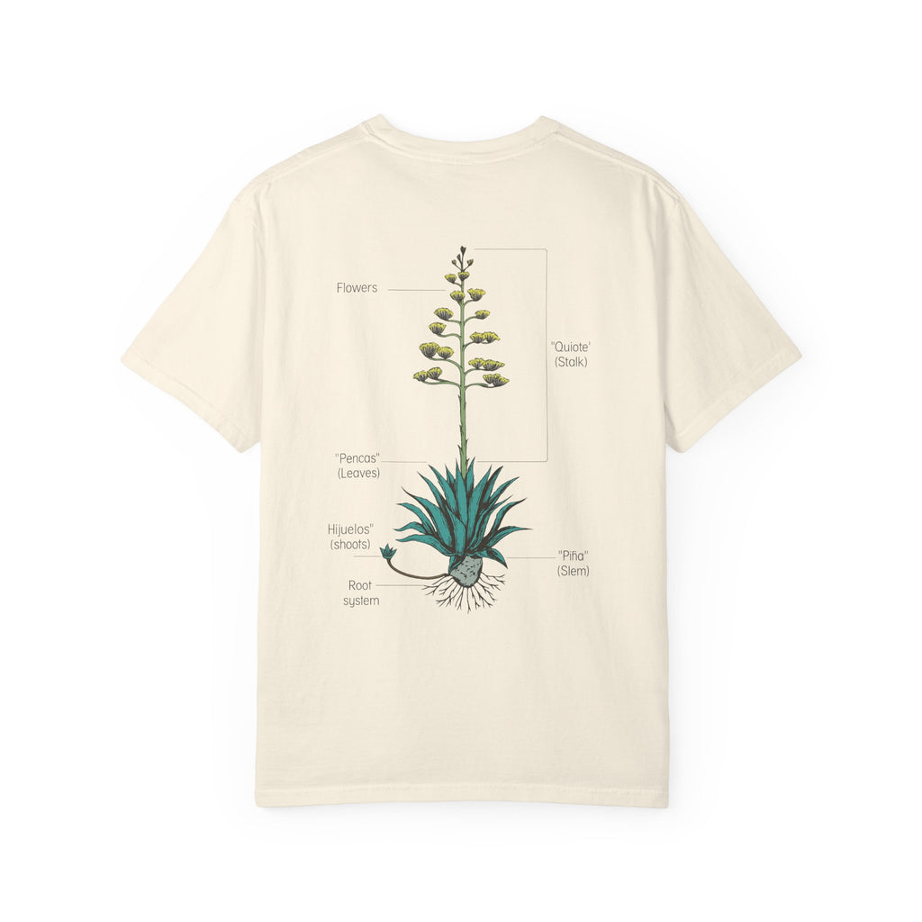 agave anatomy