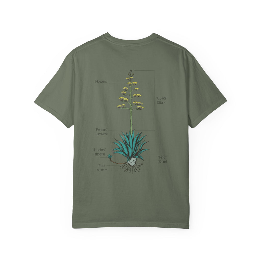 agave anatomy